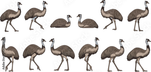 Ostrich Bird Wildlife Animal Collection with Different Poses Cartoon Vector Illustration Set for Safari, Zoo, Nature, Wildlife Education, and Animal Design