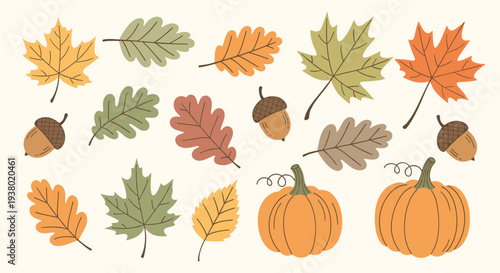 Autumn harvest collection of colorful fall leaves pumpkins and acorns on a light cream background for seasonal decoration and design