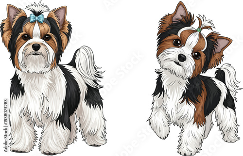 Biewer Terrier dog standing attentive curious paw raised pose set