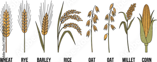 Cereal crops collection wheat rye barley rice oat millet corn agriculture grain plant vector illustration set