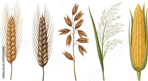 Cereal crops collection with wheat barley oats rice and corn agricultural grain plants detailed botanical vector illustration set