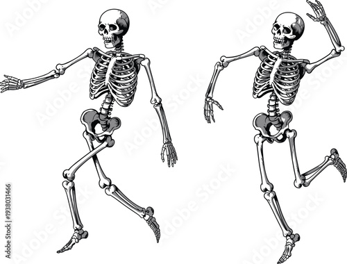 Human skeleton dancing and walking pose vector illustration, vintage anatomical design for Halloween or medical educational project