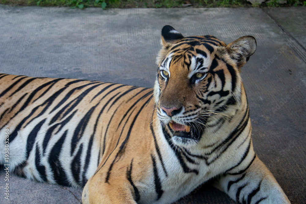 Obraz premium A tiger resting on the ground. - Tigers are the largest cat species in the world and are known for their distinctive orange fur with black vertical stripes. 