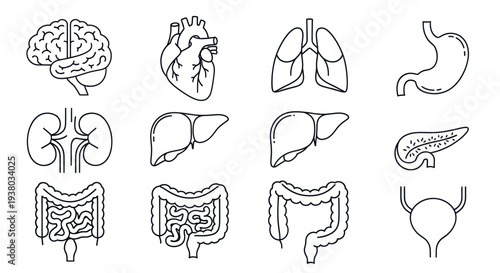 Human Organs Anatomy Diagrams Outlined.