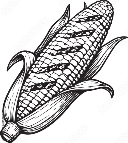 An artistic illustration of a ripe ear of corn, showcasing detailed texture and organic form.