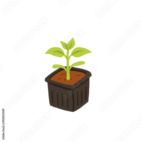 Bell pepper growing stages and varieties set with red, yellow and green capsicum, seedlings, seeds and plant on vine. Flat vector illustration of organic gardening and harvest collection