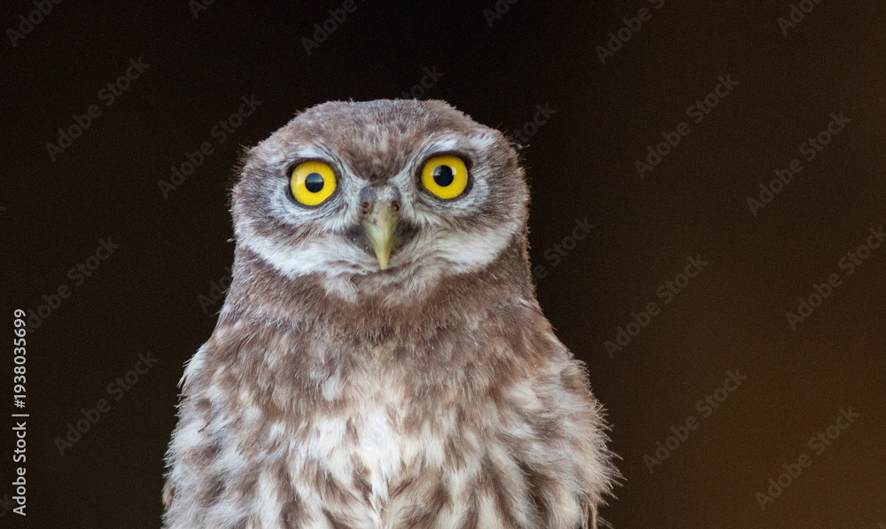 Obraz premium great grey owl