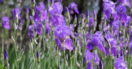 Purple bearded iris flowers swaying in warm spring wind, static closeup shows sunlit petals and tall buds moving softly above green leaves with a gentle garden bokeh and bright midday light