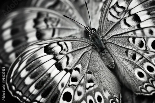 Naklejka Butterfly butterfly animal insect.