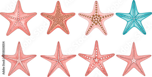 Colorful Starfish Sea Star Collection Marine Ocean Animals Isolated on White Background Detailed Vector Illustration Set