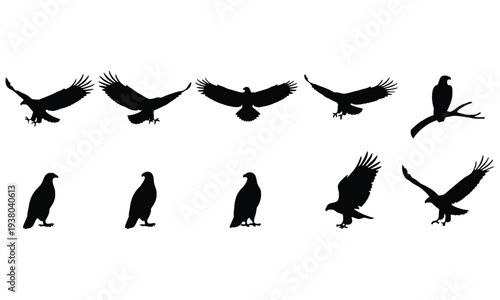 “Birds in Motion”