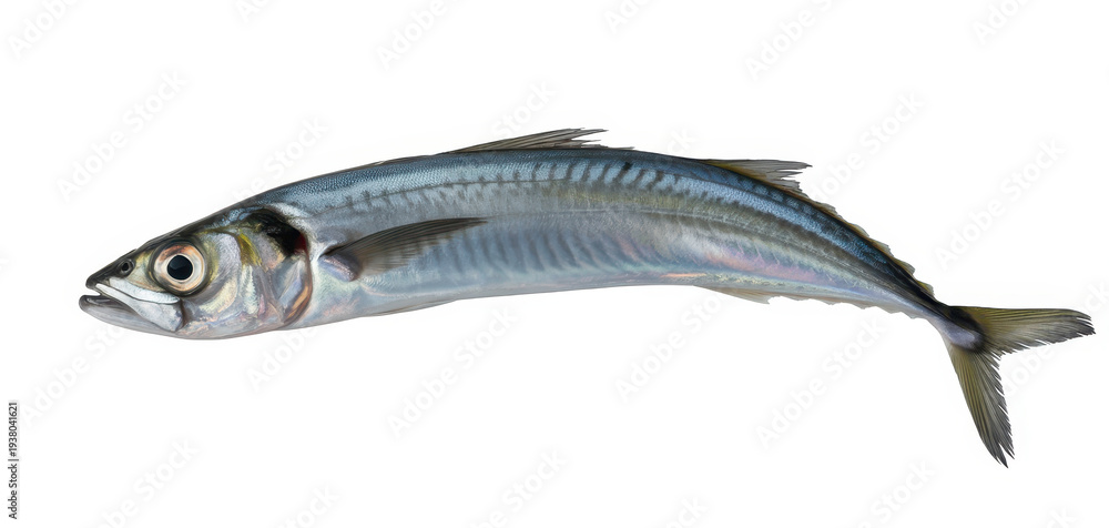 Fototapeta premium Small fish with blue and silver scales