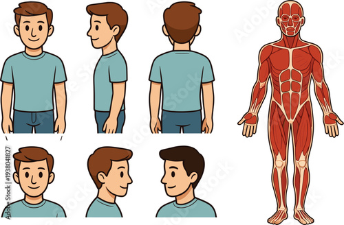 Human anatomy muscle system diagram with male character front side and back views for medical education and fitness health illustration