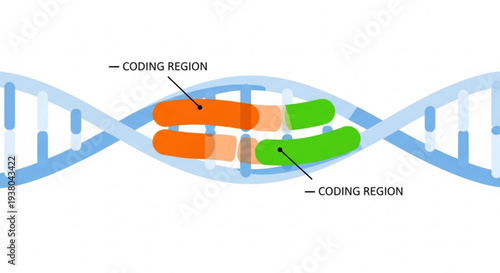 Dna double helix model with labeled coding regions and genetic structure