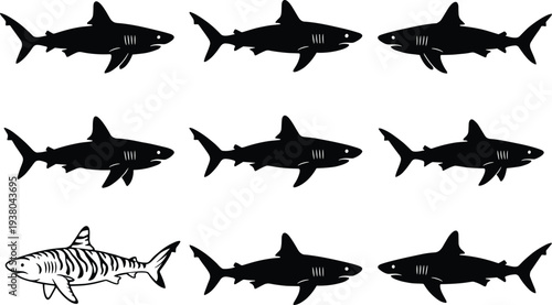 Vector Silhouette Collection of Shark Species, Predator Marine Fish Set with Tiger Shark Illustration, Isolated Underwater Wildlife Icons for Graphic Design