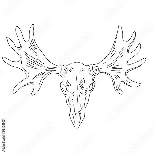 Moose skull illustration with antlers in line art style  