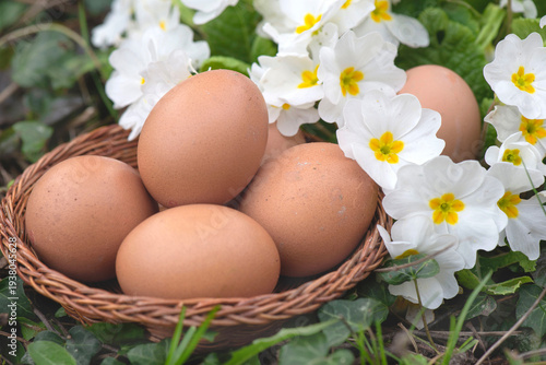 chicken eggs in little  basket put in  grass with white primrose  blooming ba...