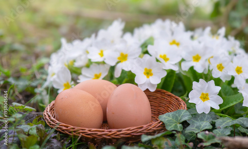 chicken eggs in little  basket put in  grass with white primrose  blooming ba...
