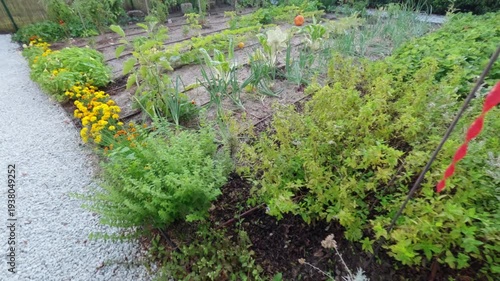 small garden with herbs and vegetables, organic cultivation