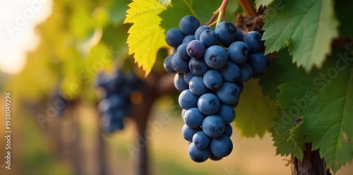 Close-up of dark purple grapes hanging on the vine, ready for harvest at a winery Sun-drenched vineyard, ripe fruit, autumn harvest, winemaking , winemaking, winery, grapes on vine