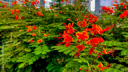 Wallpaper Mural red and yellow flowers Torontodigital.ca