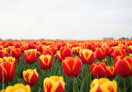 Vibrant red and yellow tulips are blooming brightly in a large spring garden field under soft daylight, signaling the arrival of the new season, abundance, vivid, garden