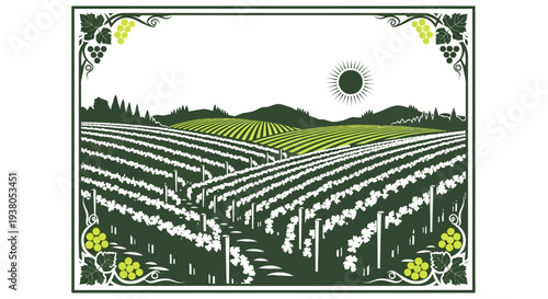 Vineyard rows with green vines growing.