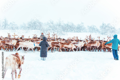 Принти на полотні Reindeer herders drive a herd of reindeer into a corral.