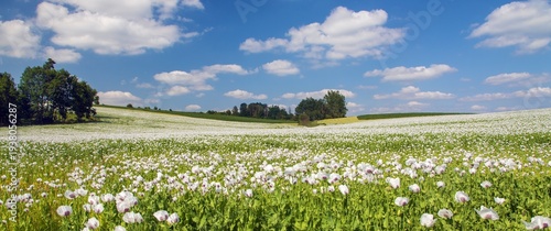 Fotografia flowering opium poppy field papaver somniferum