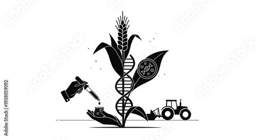 Genetic modification of corn plant.