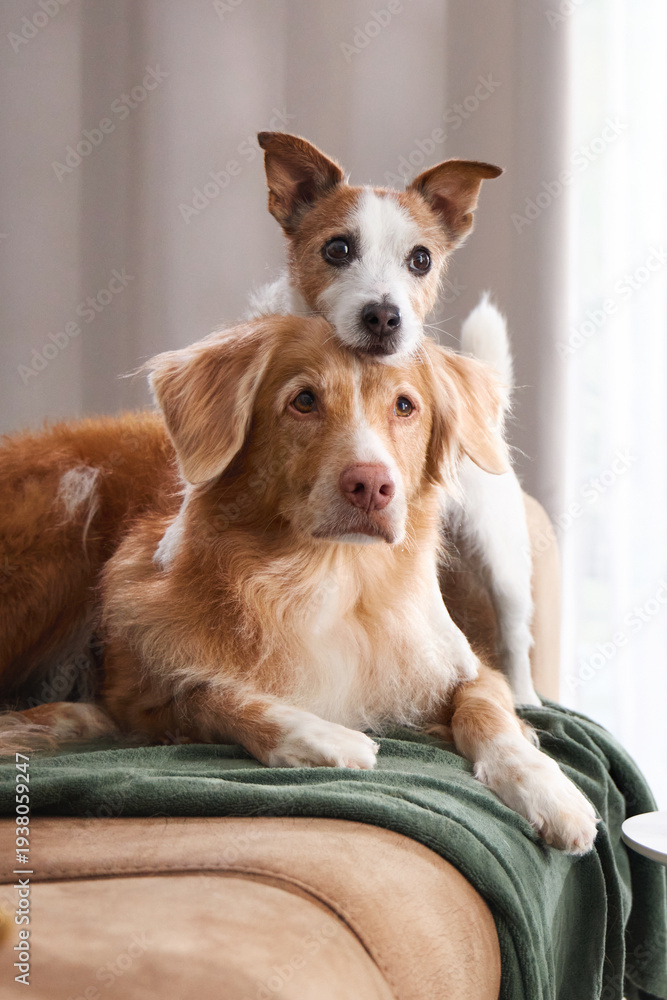 Fototapeta premium Two dogs cuddle close on a beige surface with soft green blanket under them.