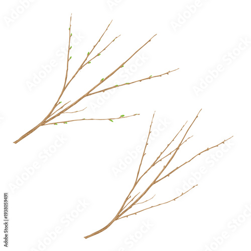 Tree branch. Vector illustration. Hand-drawn spring or winter twig, isolated on a white background. Concept for Easter, spring, or winter forest. Not AI