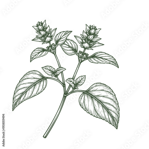 Sprigs of oregano and lemon balm, black and white sketch. Vector illustration. A set of kitchen herbs and spices is highlighted on a white background