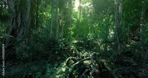Dense humid rainforest floor with dappled light and rich undergrowth, ferns and leaf litter covering nutrient rich soil, teeming microhabitat for fungi, insects