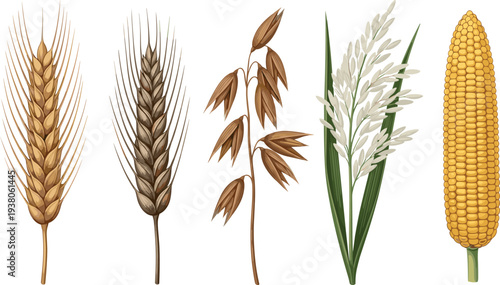 Wheat barley oats rice and corn cereal crops set detailed agricultural grain plants botanical food vector illustration
