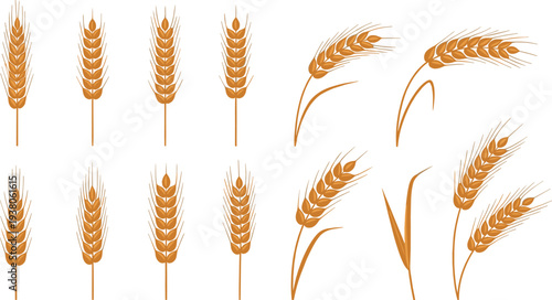 Wheat ears collection golden cereal grain agriculture harvest plant barley spike vector illustration set isolated icons