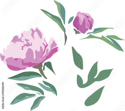Pink peonies with green leaves, artistically drawn, isolated on white background.