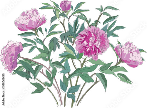 A peony bush with pink flowers and green leaves isolated on white background	