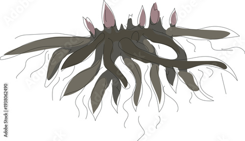 Sketch of a peony rhizome