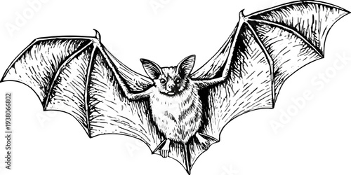 Flying Bat Vector Illustration - Vintage Hand-Drawn Sketch for Halloween and Gothic Nature Designs