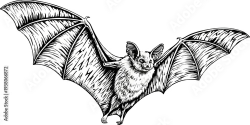 Flying Bat Vector Illustration - Hand Drawn Vintage Halloween Sketch - Nocturnal Animal Line Art