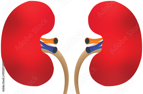 Human Kidneys Anatomy Illustration – Medical Renal System Icon with Ureters