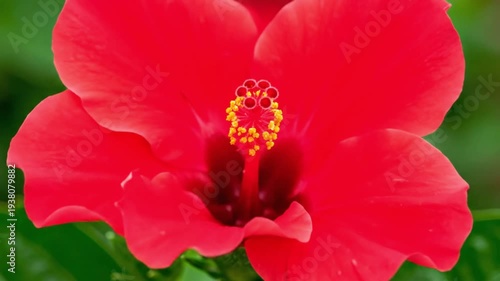 Red hibiscus flower blossoming from bud to full bloom. Close up of tropical plant opening petals. Botanical sequence showing nature growth cycle in garden setting.