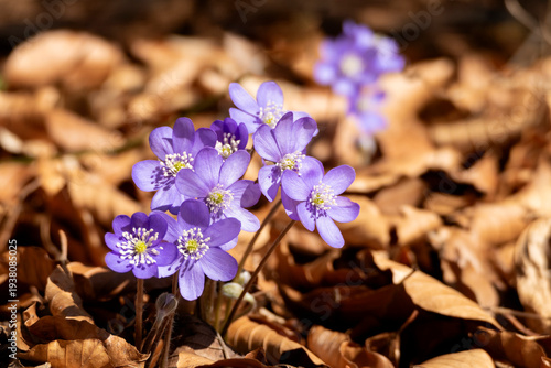 Blue hepatica in the forest