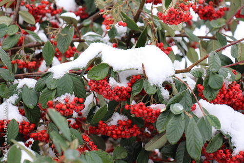 baie rouge sous la neige