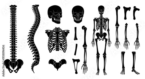 Detailed Human Skeleton Anatomy Parts and Full Body Illustration