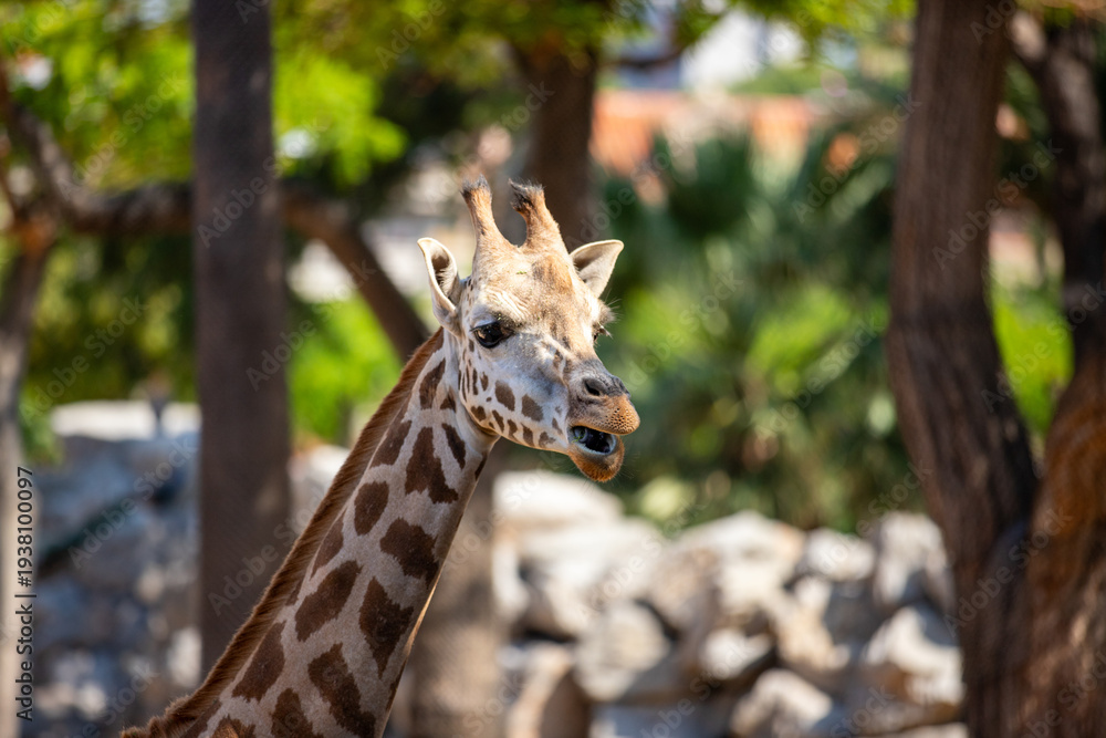 Obraz premium The head and neck of a giraffe in Barcelona zoo.