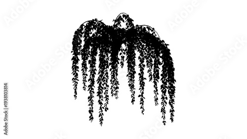 Elegant black silhouette of hanging ivy plant with cascading leaves