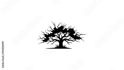 Silhouette of a leafless tree with branches spreading outward on white background