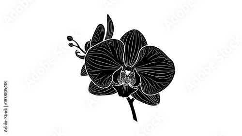 Black orchid silhouette: detailed floral art for modern designs